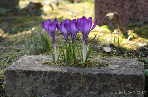 lila Krokusse wachsen aus einem Backstein lila Krokusse wachsen aus einem Backstein