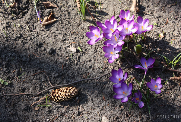 lila Krokusse und Tannenzapfen lila Krokusse und Tannenzapfen