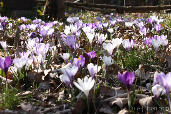 wiese voller Krokusse im Sonnenschein wiese voller Krokusse im Sonnenschein