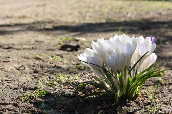 weiße Krokusse weiße Krokusse