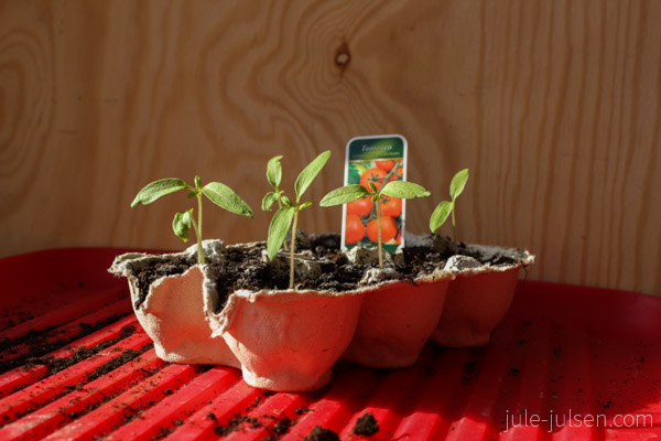 Tomatenpflaenzchen in altem Eierkarton Tomatenpflaenzchen in altem Eierkarton