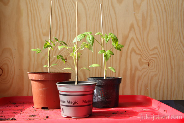 Tomatenpflanzen in Plastiktoepfen Tomatenpflanzen in Plastiktoepfen