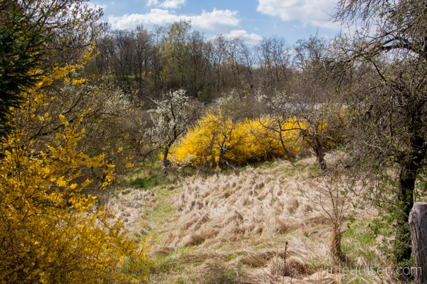 Blick auf Landschaft mit vielen gelb blühenden Forsythien Blick auf Landschaft mit vielen gelb blühenden Forsythien