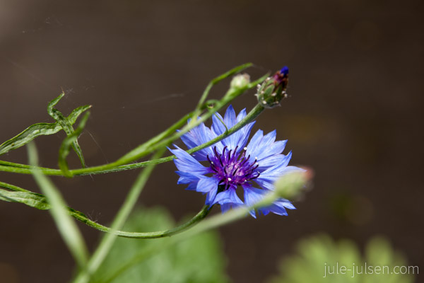Kornblume auf meinem Balkon Kornblume auf meinem Balkon