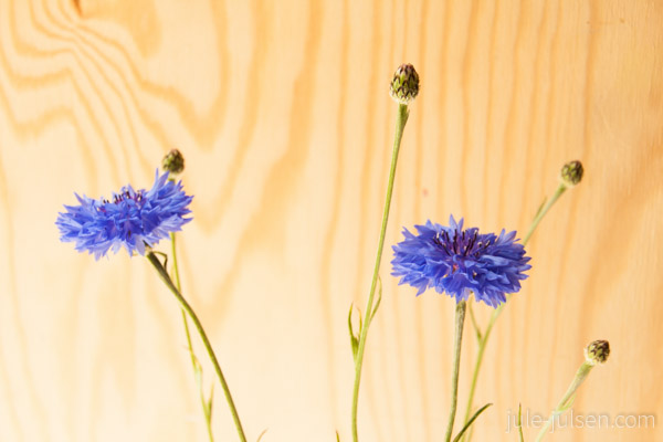 zwei Kornblumen zwei Kornblumen