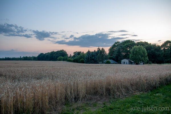 Kornfeld bei Groß Behnitz 