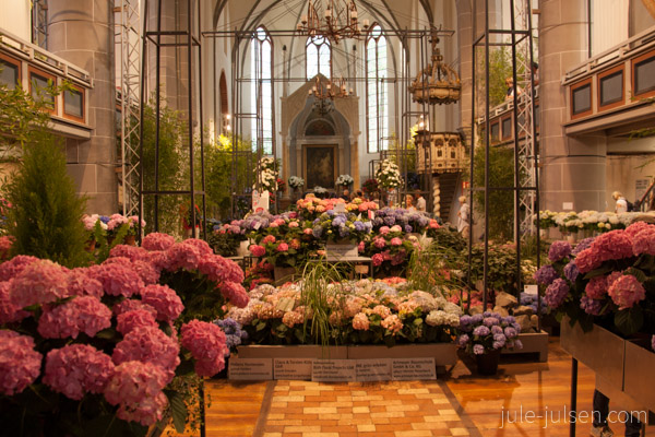 Hortensienausstellung in der Kirche Hortensienausstellung in der Kirche