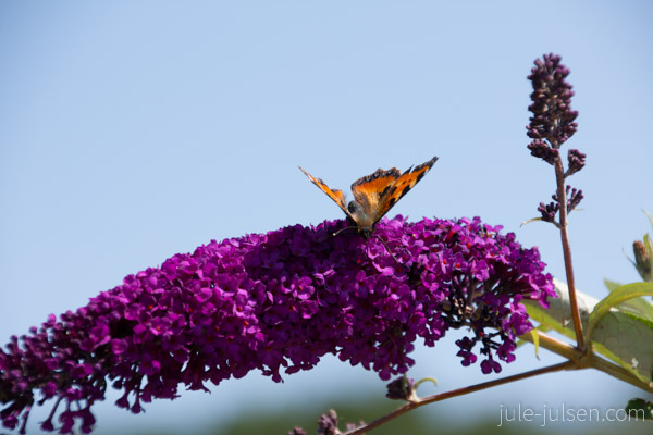 wilder Flieder mit Schmetterling wilder Flieder mit Schmetterling