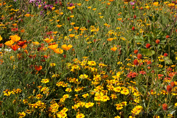 Blumenwiese in Premnitz Blumenwiese in Premnitz