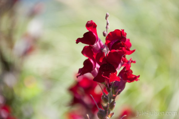rotes Loewenmaeulchen rotes Loewenmaeulchen
