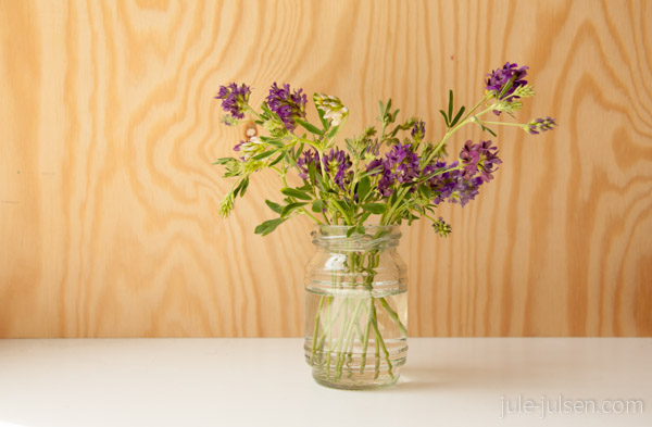 Lila Luzerne im Wasserglas Lila Luzerne im Wasserglas
