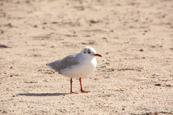 kleine Moewe am Strand kleine Moewe am Strand