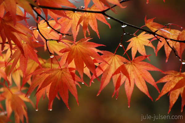 roter Ahorn in Japan roter Ahorn in Japan