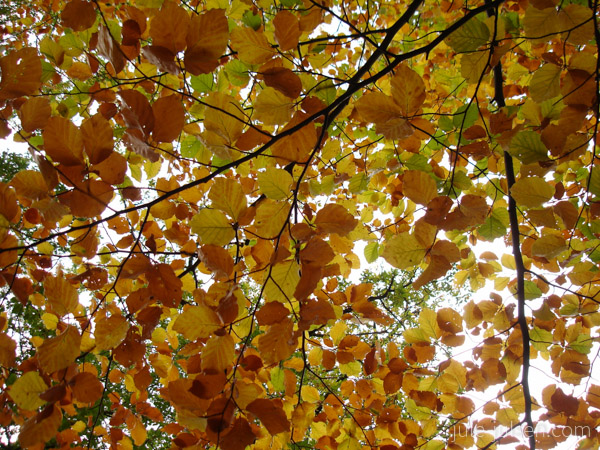 Buchenzweige mit gelbem Herbstlaub Buchenzweige mit gelbem Herbstlaub