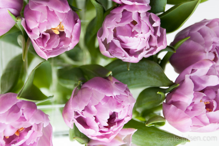 lila Tulpen in Nahaufnahme von oben lila Tulpen in Nahaufnahme von oben