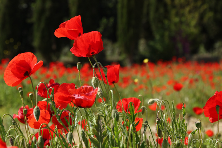 Mohnblumenfeld bei Bibbiano