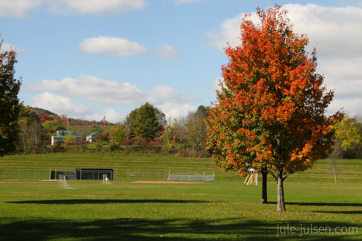 bunter Ahornbaum in Mansfield USA