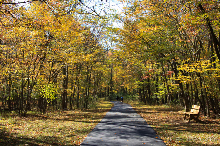 gelber Herbstwald