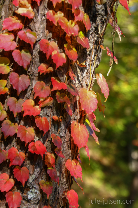 herbstliche Kletterpflanze
