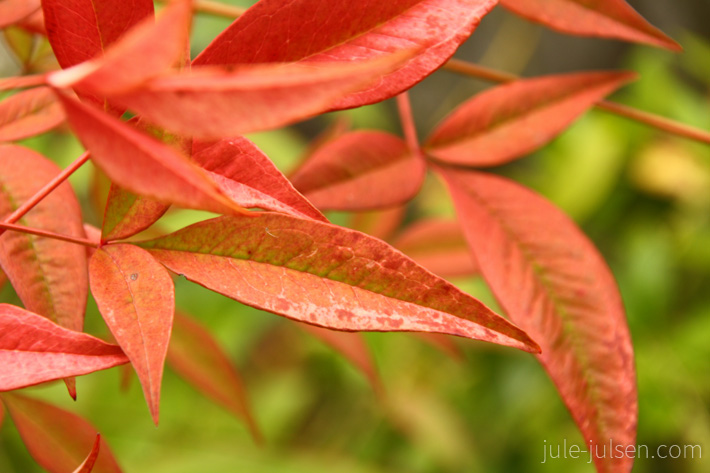 rote Blaetter