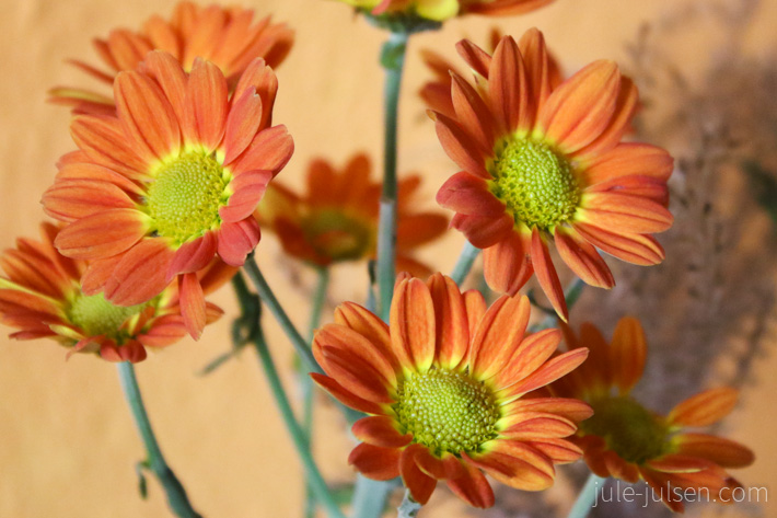 Chrysanthemen