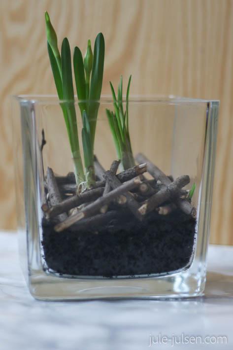 Narzissen und Krokusse in eckigem Glas mit Blumenerde und Zweigen Narzissen und Krokusse in eckigem Glas mit Blumenerde und Zweigen