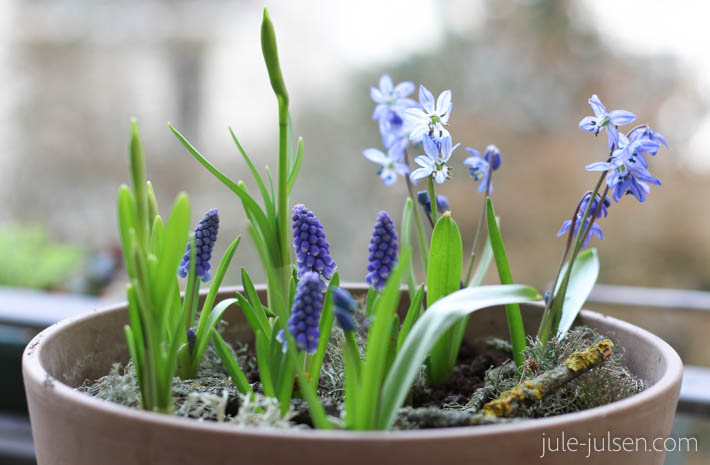 großer Keramikblumentopf mit Fruehbluehern - Traubenhyazinthe, Blausternchen, Narzisse