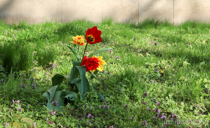 bunte Tulpen an der Weberwiese
