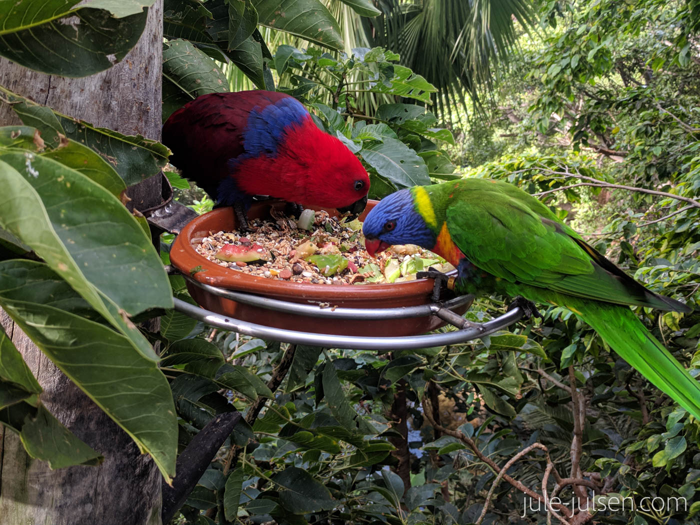 Die berühmten Loros im Loroparque Die berühmten Loros im Loroparque