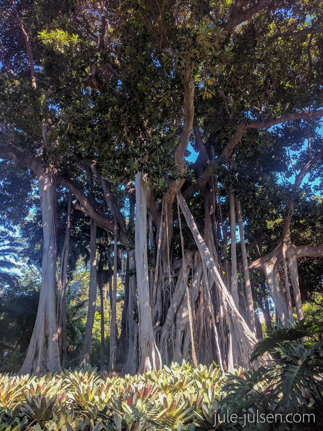 Riesige Würgefeige im Botanischen Garten von Puerto de la Cruz Riesige Würgefeige im Botanischen Garten von Puerto de la Cruz